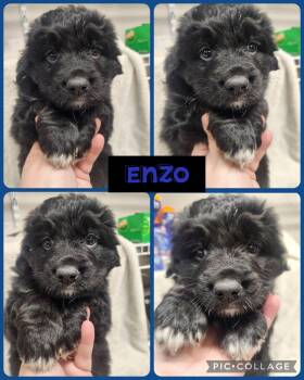 Australian Shepherd and Standard Poodle Dogs Available for Adoption - Enzo | PetCurious