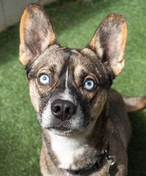 Terrier Dogs Available for Adoption in Encinitas, California - Sbubby | PetCurious