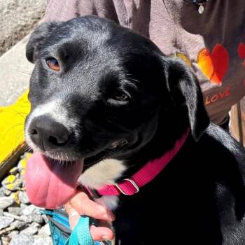 Olive -  Black Labrador Retriever and Mixed Breed Dog for Adoption in Tonasket, Washington - Olive | PetCurious