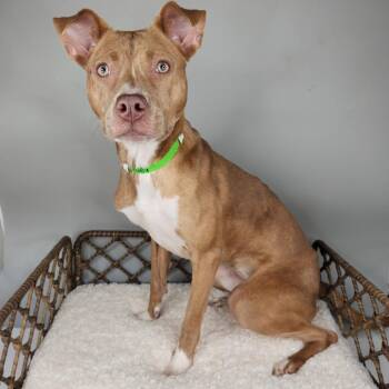 Pit Bull Terrier Dogs Available for Adoption in Fort Wayne, Indiana - Molly | PetCurious