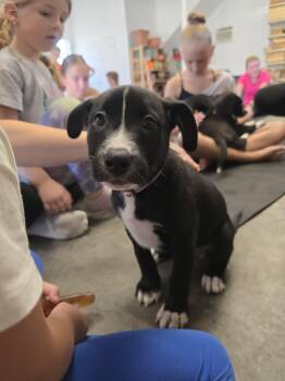SHY -  Mixed Breed Dog for Adoption in Holbrook, New York - SHY | PetCurious