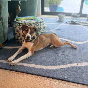 Clover -  Mixed Breed Dog for Adoption - Clover | PetCurious