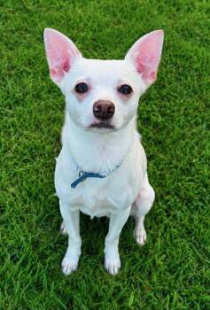 Jack Jack -  Chihuahua Dog for Adoption in Tulsa, Oklahoma - Jack Jack | PetCurious