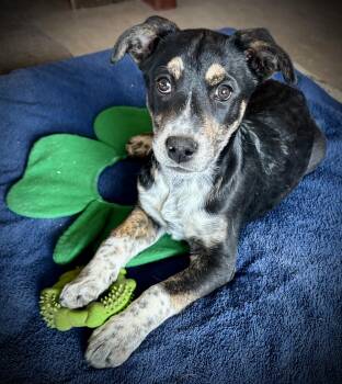 Shepherd and Cattle Dog Dogs Available for Adoption - Dionne | PetCurious