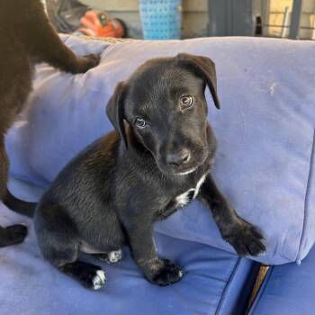 Raven -  Black Labrador Retriever Dog for Adoption in Escondido, California - Raven | PetCurious