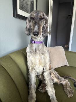 Rescue Afghan Hound Dogs for Adoption in Denver, Colorado - Daisy | PetCurious