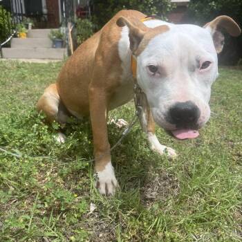 American Staffordshire Terrier and Boxer Dogs Available for Adoption in Choctaw, Oklahoma - Bruno | PetCurious
