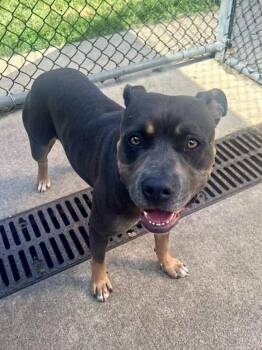 Mimi -  Pit Bull Terrier Dog for Adoption in Chicago, Illinois - Mimi | PetCurious