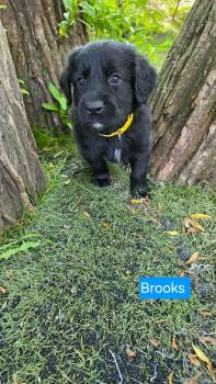 Brooks -  Labrador Retriever and Flat Coated Retriever Dog for Adoption in Duluth, Minnesota - Brooks | PetCurious