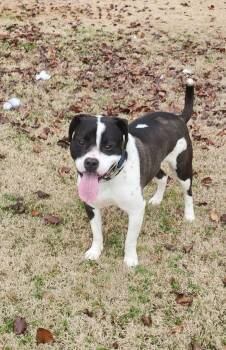 Daisy June -  Pit Bull Terrier Dog for Adoption in Boston, Massachusetts - Daisy June | PetCurious