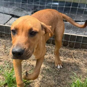 Butterscotch -  Labrador Retriever Dog for Adoption in Briarcliff Manor, New York - Butterscotch | PetCurious