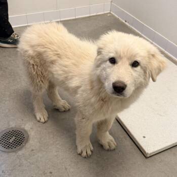 Major Tom -  Great Pyrenees Dog for Adoption in Rifle, Colorado - Major Tom | PetCurious