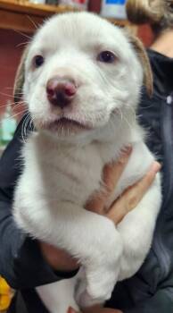 American Bulldog and Husky Dogs Available for Adoption - Lachlan | PetCurious