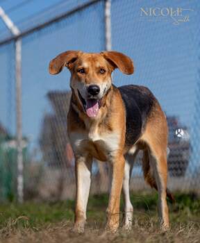 Rescue German Shepherd Dog and Hound Dogs for Adoption in Evansville, Indiana - Randy Travis | PetCurious