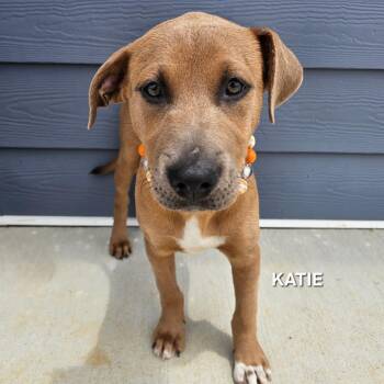 Black Labrador Retriever and Pit Bull Terrier Dogs Available for Adoption in Madisonville, Tennessee - Katie | PetCurious
