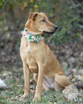 Fern -  Golden Retriever and Labrador Retriever Dog for Adoption in Tuscaloosa, Alabama - Fern | PetCurious
