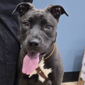 Rescue Mixed Breed Dogs for Adoption in Newark, New Jersey - Marley | PetCurious