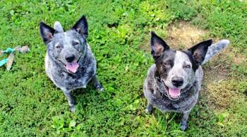 Bandit -  Australian Cattle Dog Blue Heeler Dog for Adoption in Indianapolis, Indiana - Bandit | PetCurious