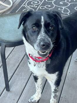 Bodhi -  Border Collie Dog for Adoption in Rensselaer, New York - Bodhi | PetCurious