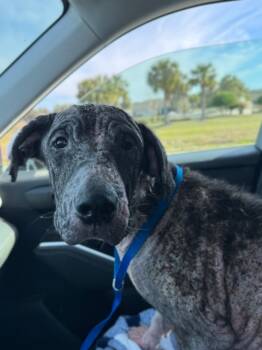 Rescue Hound and Mixed Breed Dogs for Adoption in Hortense, Georgia - Genesis | PetCurious