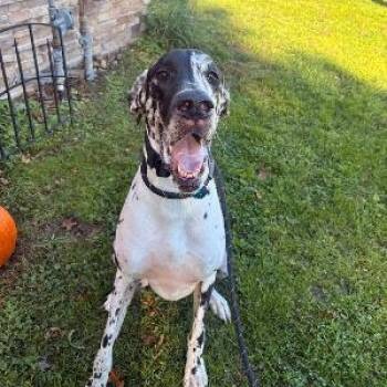 Willow -  Great Dane Dog for Adoption in Medina, Ohio - Willow | PetCurious