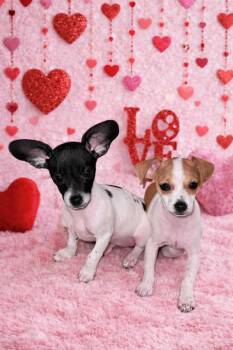 Chihuahua Dogs Available for Adoption - Elsie  | PetCurious