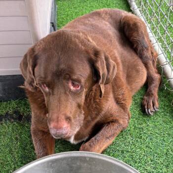 Chip -  Labrador Retriever Dog for Adoption in Pittsfield, Illinois - Chip | PetCurious