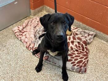 Labrador Retriever and Mixed Breed Dogs Available for Adoption - JOLENE | PetCurious