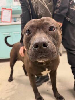 Pit Bull Terrier Dogs Available for Adoption in Urbana, Illinois - Dino | PetCurious