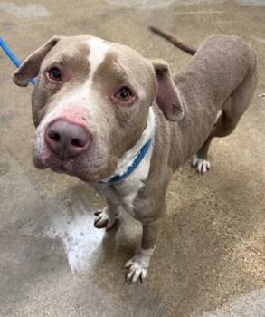 Rescue Pit Bull Terrier Dogs for Adoption in Cleveland, Ohio - Lazarus | PetCurious