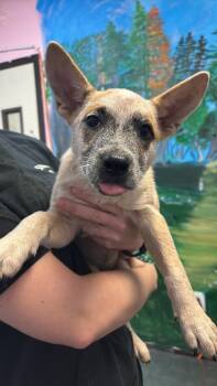 Wanda Li -  Australian Cattle Dog Blue Heeler Dog for Adoption in New Braunfels, Texas - Wanda Li | PetCurious
