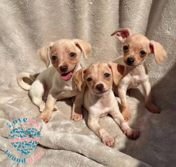 Chiquita Litter COH -  Chihuahua and Terrier Dog for Adoption in Inglewood, California - Chiquita Litter COH | PetCurious