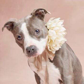 BeeBee -  Pit Bull Terrier and Mixed Breed Dog for Adoption in Springfield, Missouri - BeeBee | PetCurious
