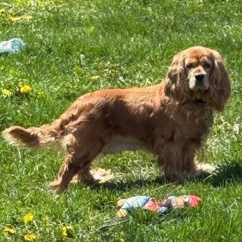 Cocker Spaniel and Mixed Breed Dogs Available for Adoption in Alma, Wisconsin - Marla | PetCurious