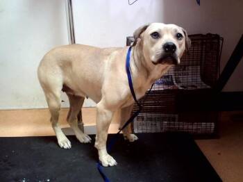 SHIRLEY -  Pit Bull Terrier and Mixed Breed Dog for Adoption in Martinez, California - SHIRLEY | PetCurious