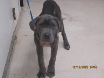 Pope(801) -  Cane Corso Dog for Adoption in Marietta, Georgia - Pope(801) | PetCurious