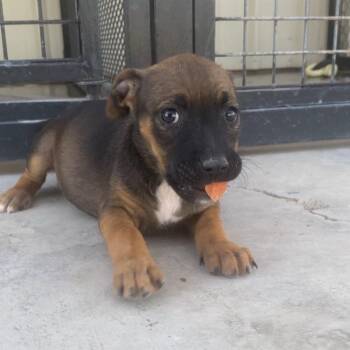 Mixed Breed and Shepherd Dogs Available for Adoption in Austin, Texas - Olive | PetCurious