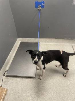 ROZLYN -  American Staffordshire Terrier and Mixed Breed Dog for Adoption in Tallahassee, Florida - ROZLYN | PetCurious