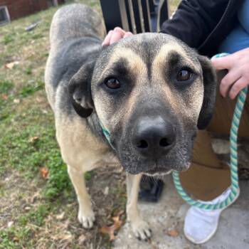 Rescue German Shepherd Dog Dogs for Adoption in St. Louis, Missouri - Chynah | PetCurious