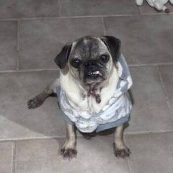 Millie -  Pug Dog for Adoption in Midland, Texas - Millie | PetCurious