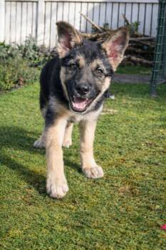 German Shepherd Dog Dogs Available for Adoption - Rose | PetCurious