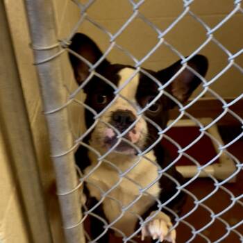 French Bulldog and Boston Terrier Dogs Available for Adoption in Tyrone, Georgia - Madeleine 04-1715 | PetCurious