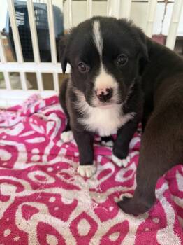 American Staffordshire Terrier Dogs Available for Adoption in Holly Springs, North Carolina - Oakley | PetCurious