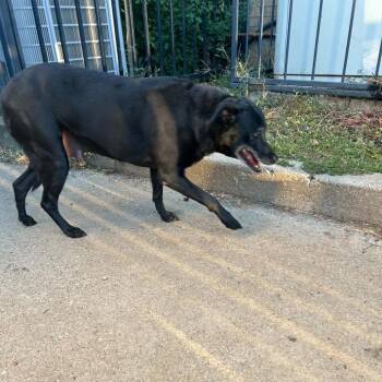 Patty -  Black Labrador Retriever and Terrier Dog for Adoption in Spring Hill, Kansas - Patty | PetCurious