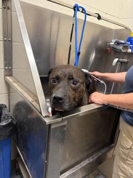 2026-05-215 *Jimmy* -  Pit Bull Terrier Dog for Adoption in Winder, Georgia - 2026-05-215 *Jimmy* | PetCurious