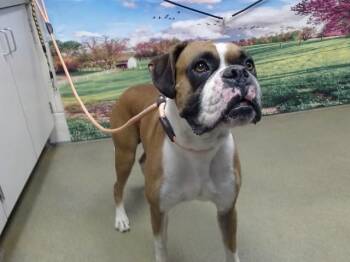 A552991 -  Boxer and Mixed Breed Dog for Adoption in Moreno Valley, California - A552991 | PetCurious