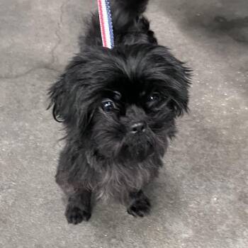 Nailee -  Shih Tzu Dog for Adoption in Tampa, Florida - Nailee | PetCurious