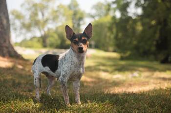 Rescue Chihuahua and Mixed Breed Dogs for Adoption in Gradyville, Kentucky - Pearl | PetCurious