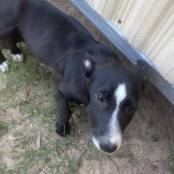 Posy -  Terrier and Mixed Breed Dog Available for Adoption in Marshall, Texas - Posy | PetCurious