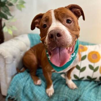 Guppy Delivers Giggles -  American Bulldog and Pit Bull Terrier Dog for Adoption in Friendswood, Texas - Guppy Delivers Giggles | PetCurious